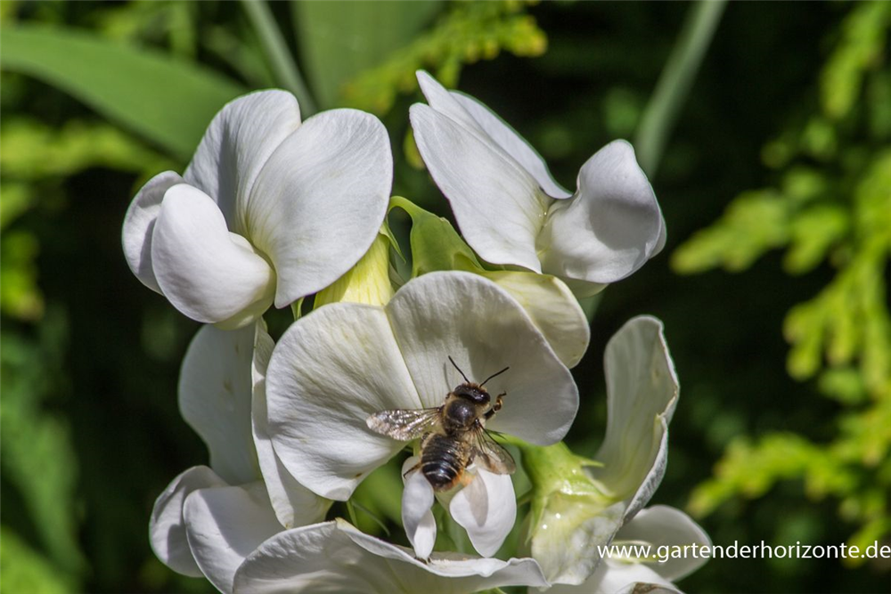 Lathyrus latifolius 'Weiße Perle'