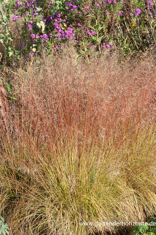 Verschiedenschuppiges Tropfengras