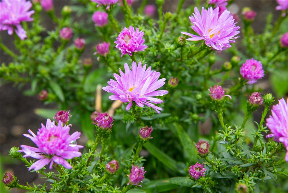Kissen-Aster