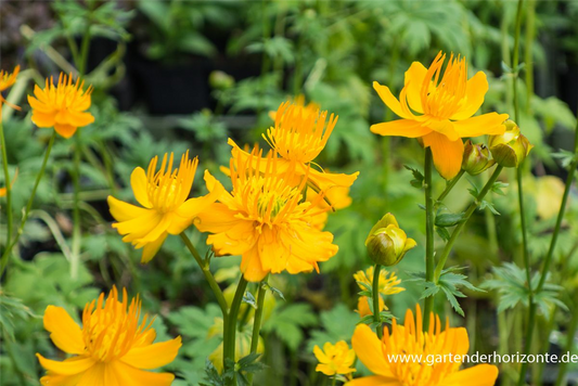 Garten-Trollblume 'Golden Queen'