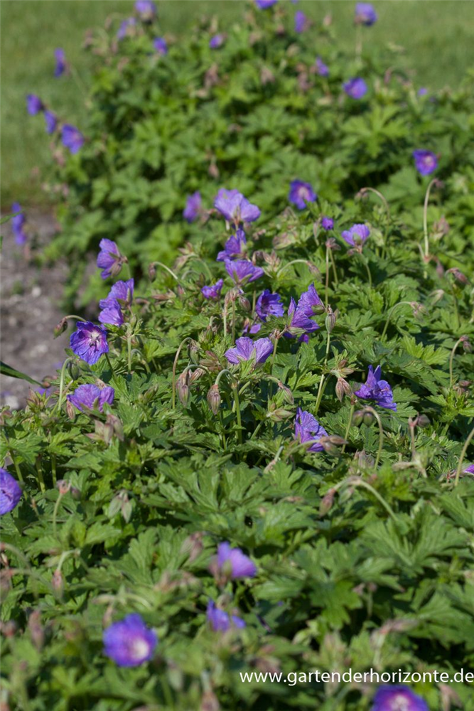 Geranium himalayense 'Gravetye'