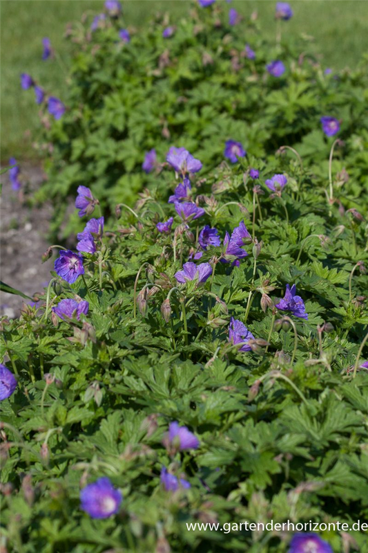 Geranium himalayense 'Gravetye'