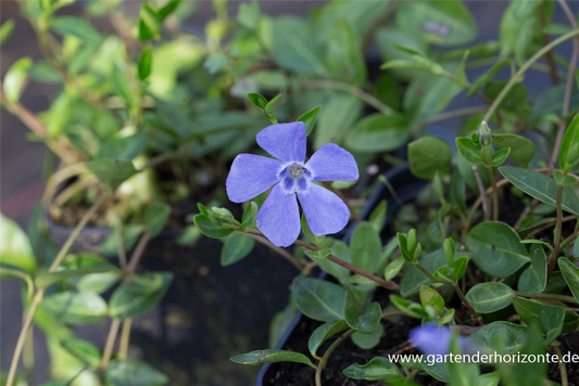 Kleinblättriges Garten-Immergrün 'Josefine'®