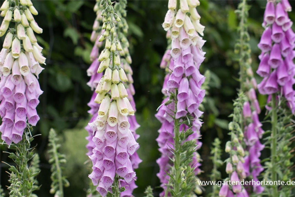 Garten-Fingerhut 'Gloxiniaeflora'