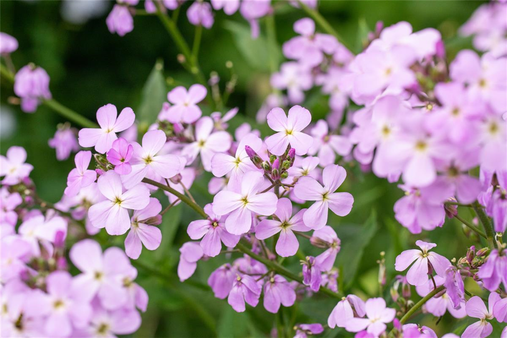Erysimum cheiri 'Bowles Mauve'