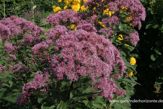 Großer Garten-Wasserdost 'Riesenschirm'