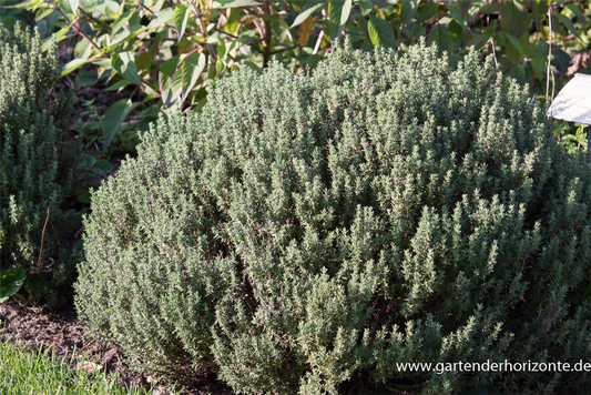 Gedrungener Garten-Thymian