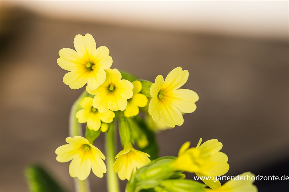 Hohe Schlüsselblume