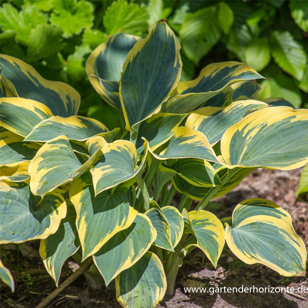 Hosta x tardiana 'First Frost'