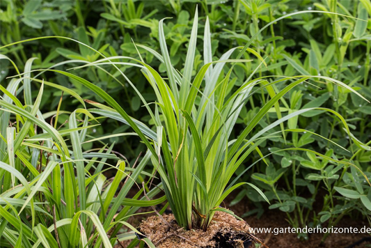Carex pilosa 'Kopenhagen Select'