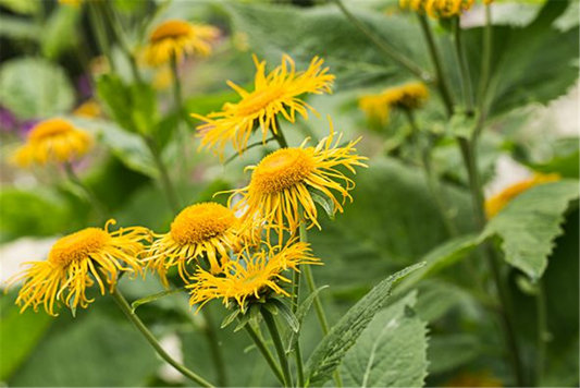Inula magnifica