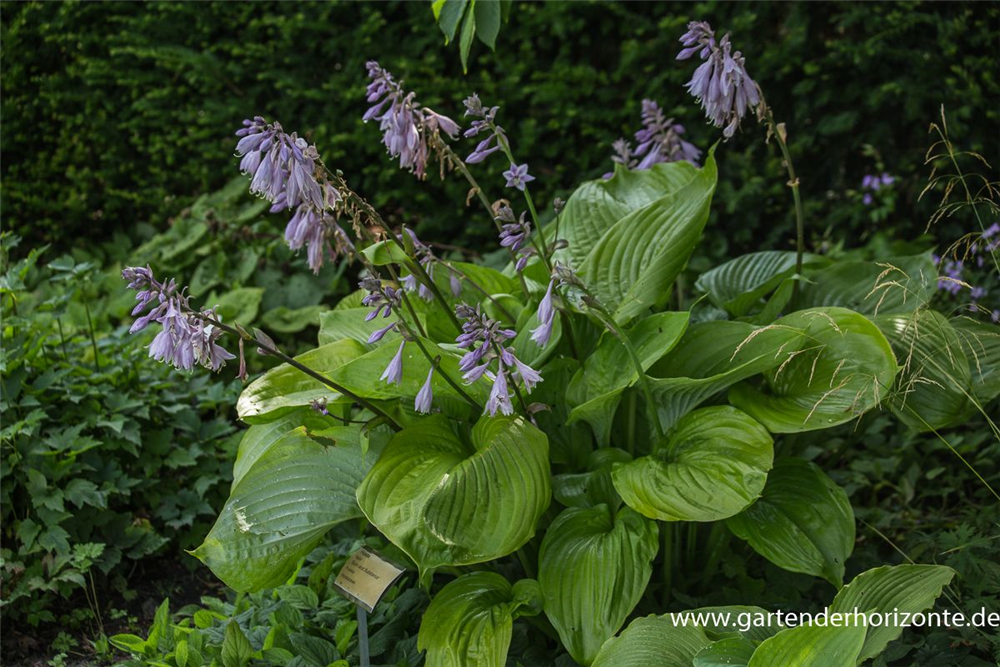 Hosta x cult.'Sum and Substance'
