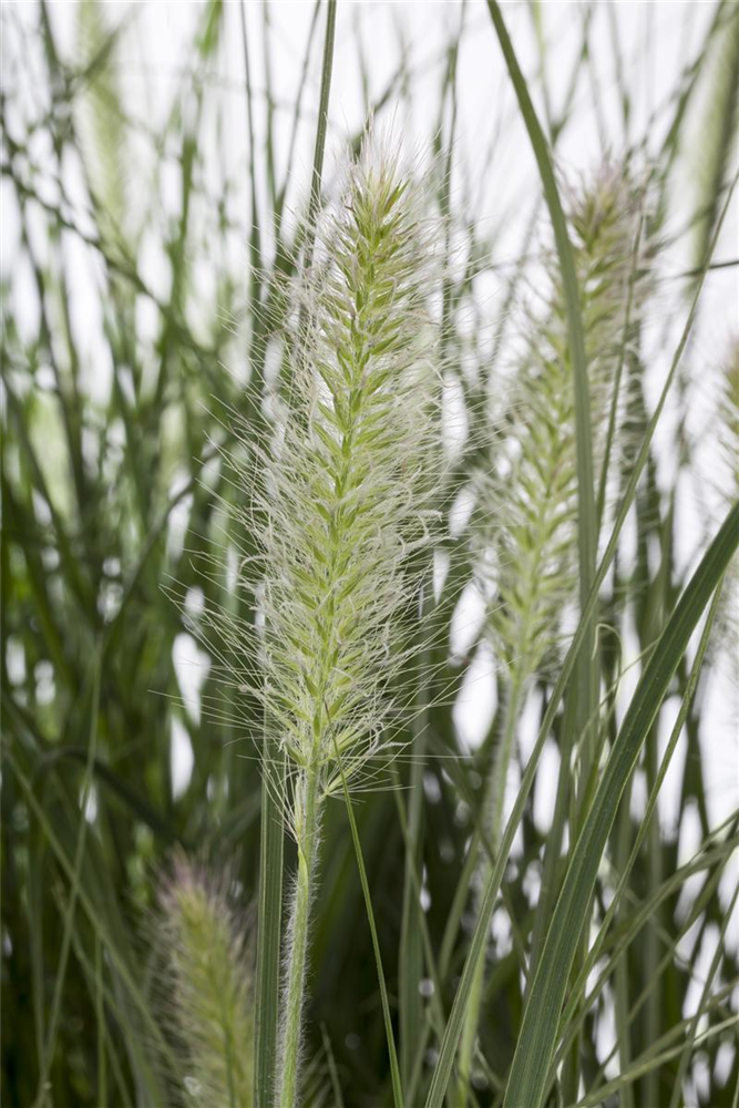 Garten-Federborstengras 'Hameln'