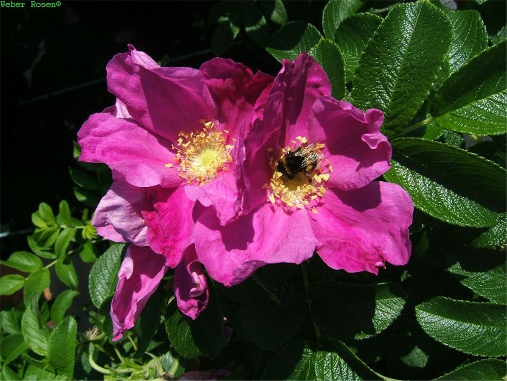 Apfel-Rose