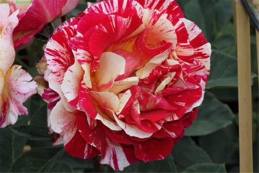 Edelrose 'Maurice Utrillo'®