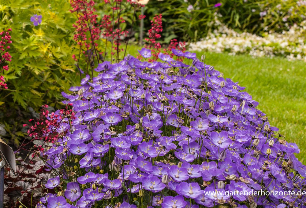 Campanula carp.'Samantha'  -R-