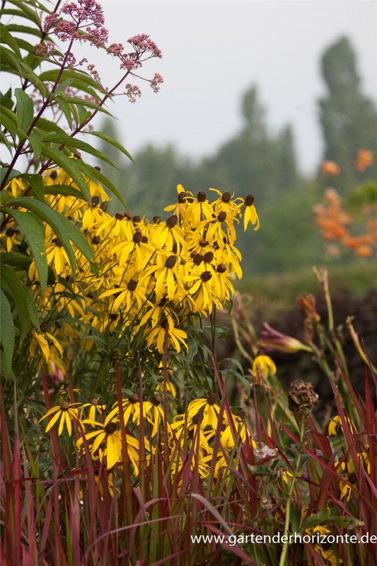 Imperata cylindrica var.koenig.'Red Baron'
