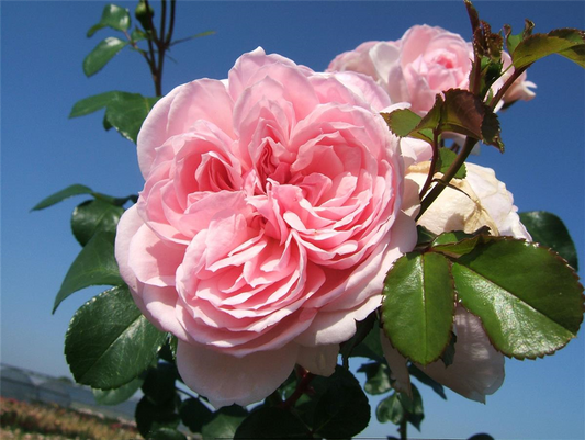 Strauchrose 'Cinderella'®