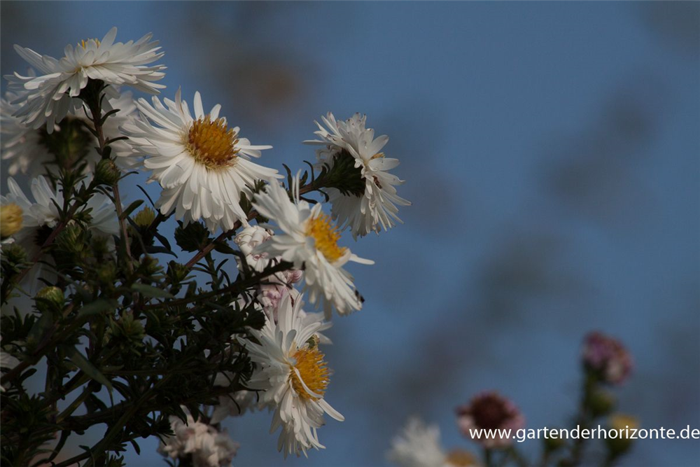 Garten-Glattblatt-Aster 'Schneekuppe'