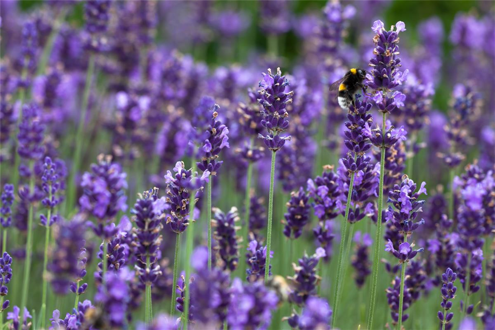 Lavandula angustifolia 'Hidcote Blue'