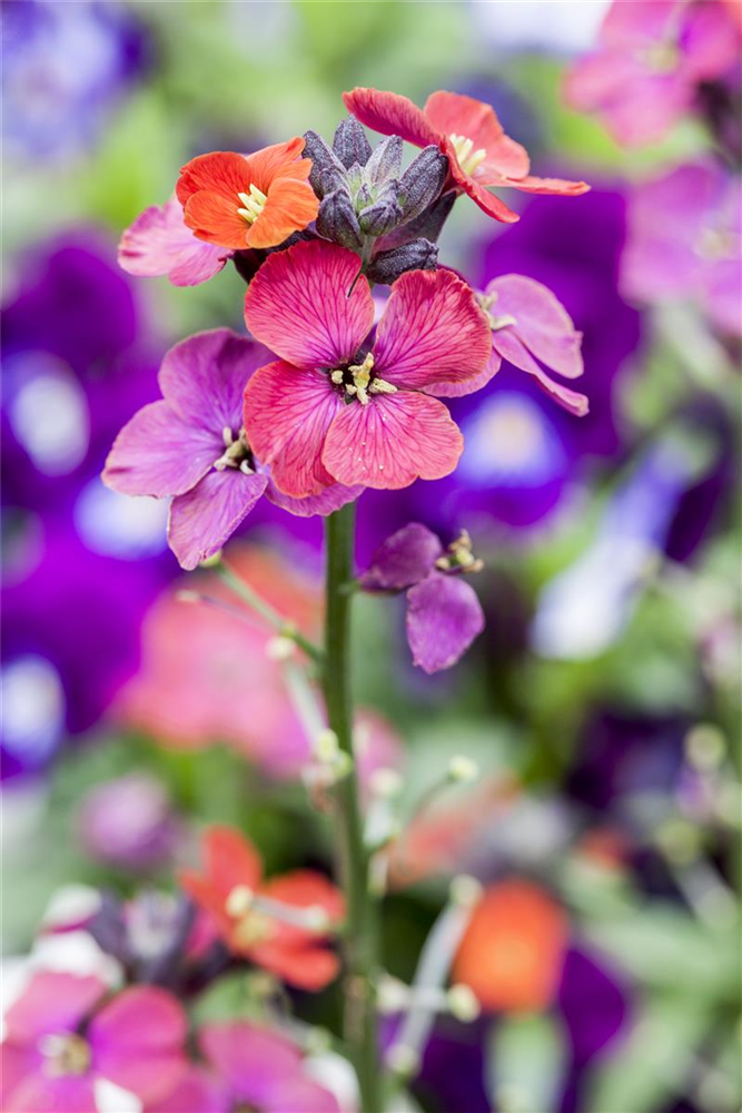 Erysimum cheiri 'Bowles Mauve'