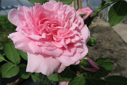 Kletterrose 'Sweet Laguna'®