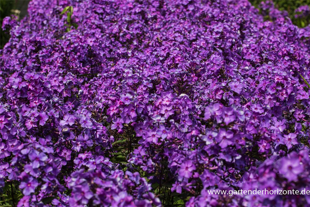 Hohe Garten-Flammenblume 'Blue Paradise'