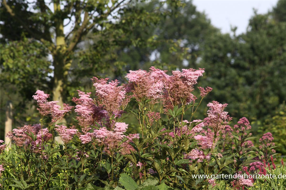 Garten-Mädesüß 'Venusta'
