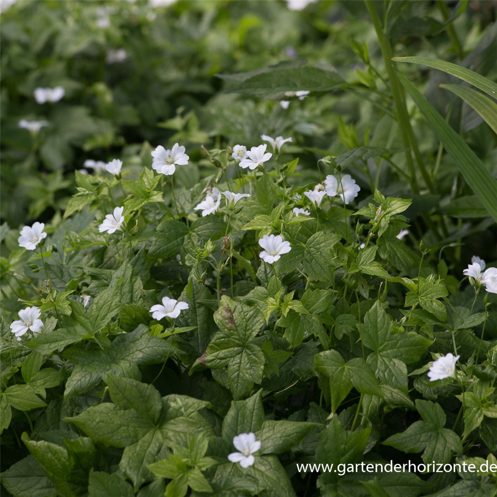 Geranium nodosum 'Silverwood'