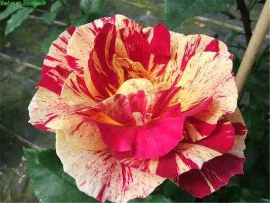 Beetrose 'Edgar Degas'®