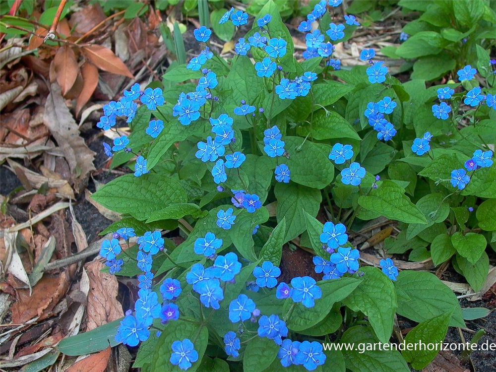 Frühlings-Gedenkemein