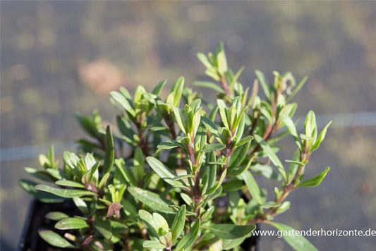 Hyssopus officinalis ssp.aristatus