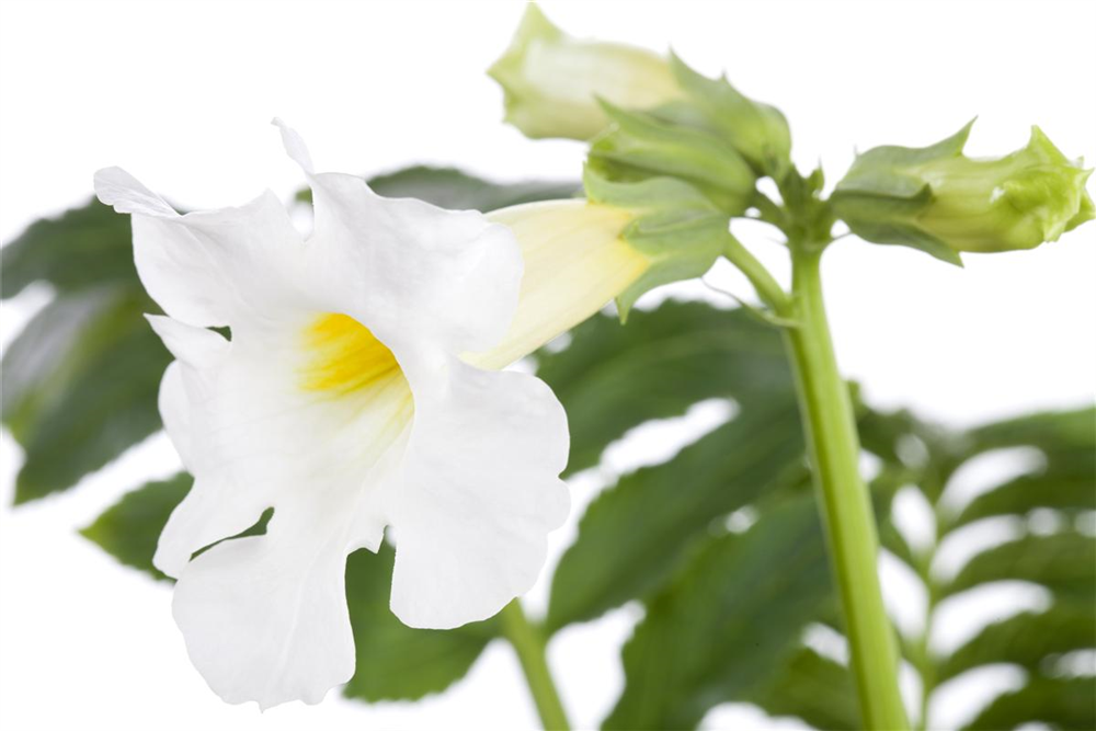 Incarvillea delavayi