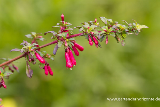 Kleinblättrig Fuchsie