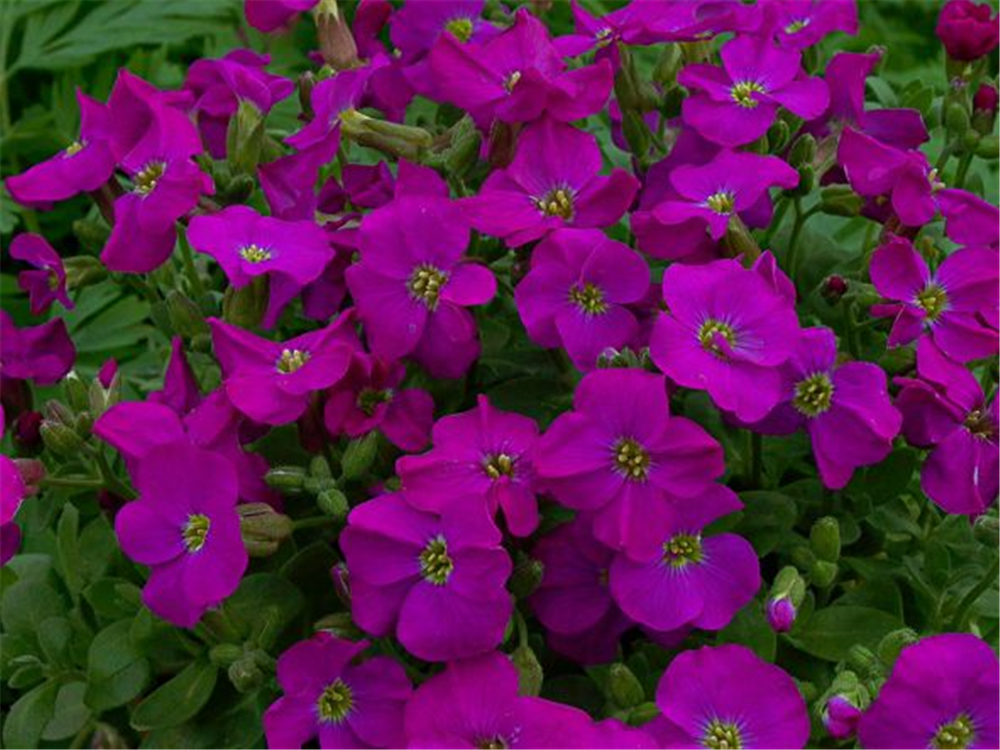 Aubrieta x cult.'Purple Supreme'