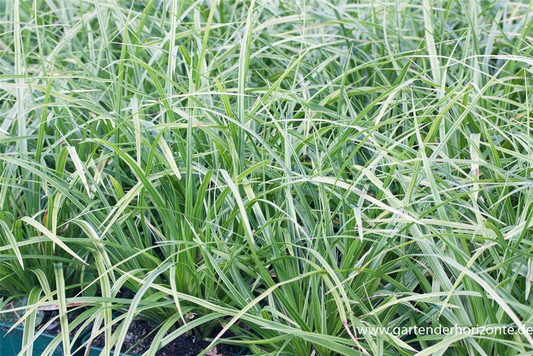 Carex morrowii 'Variegata'