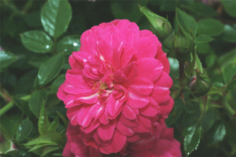 Bodendeckerrrose 'Knirps'®