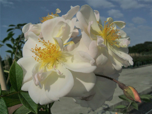 Kletterrose 'Lykkefund'