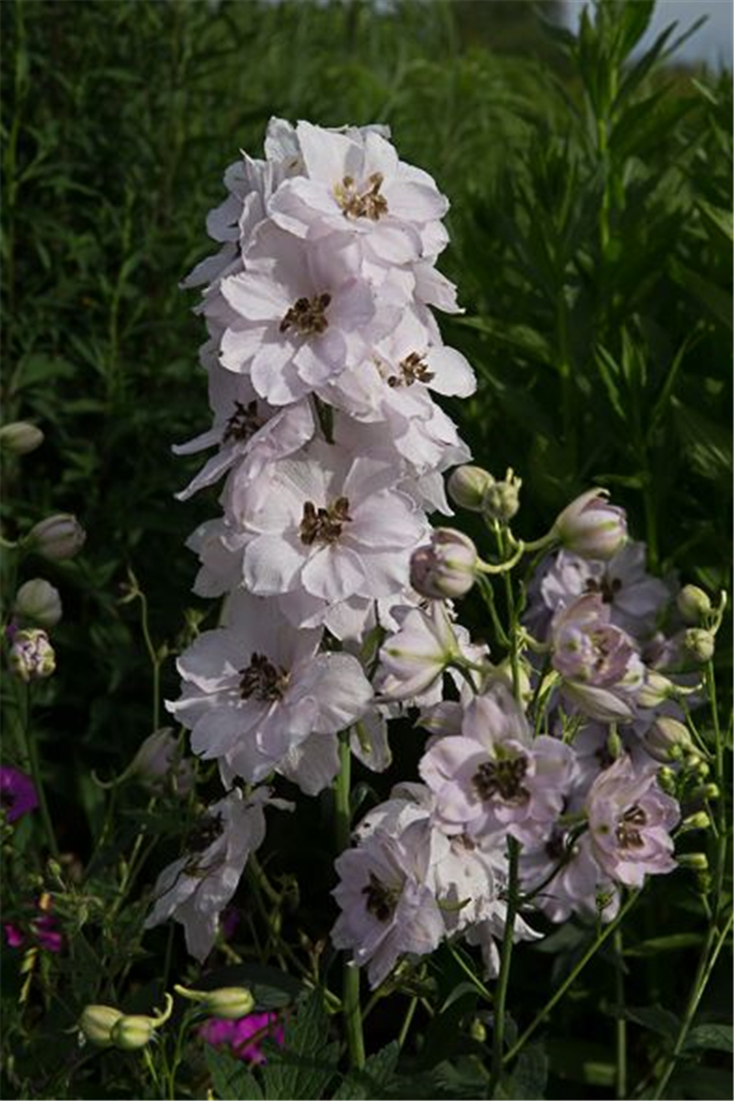 Hoher Garten-Rittersporn 'Sky Sensation'