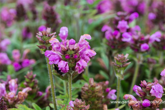 Großblütige Garten-Braunelle 'Bella Rose'