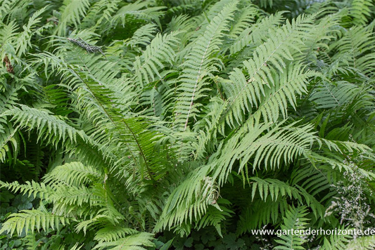 Europäischer Straußenfarn