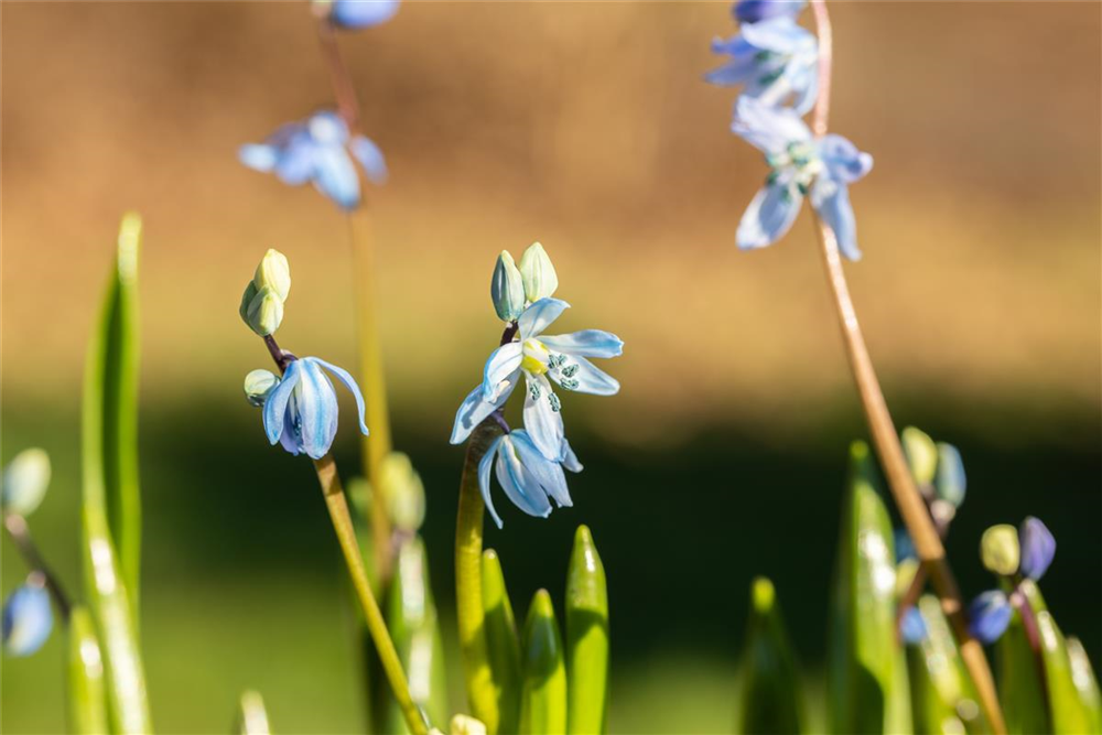 Sibirischer Blaustern - 10 Blumenzwiebeln