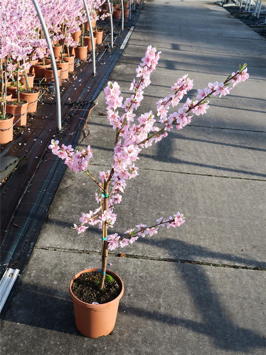 Pfirsich 'Ice Peach'®