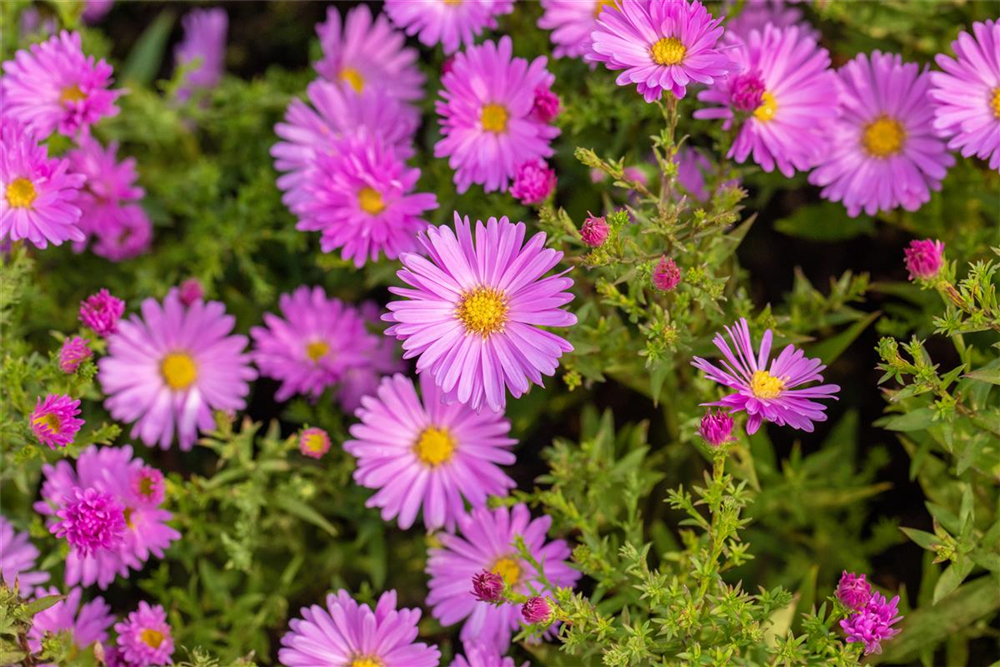 Kissen-Aster