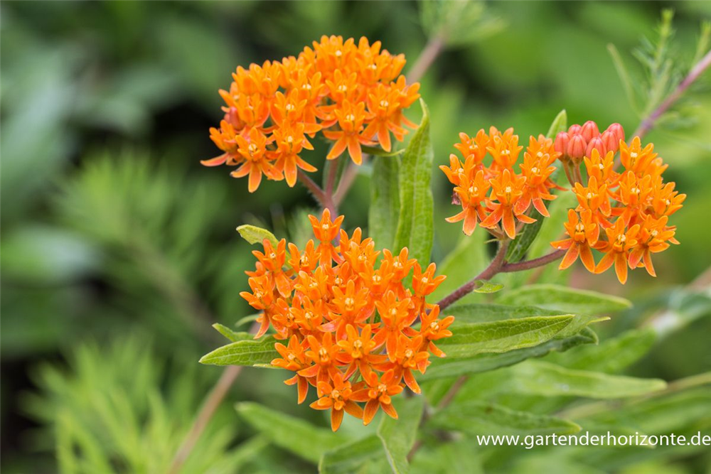 Knollige Seidenpflanze