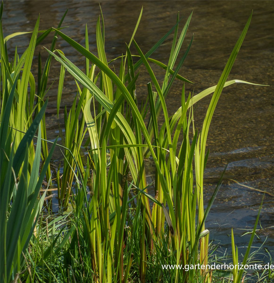 Kolbenblütiger Kalmus