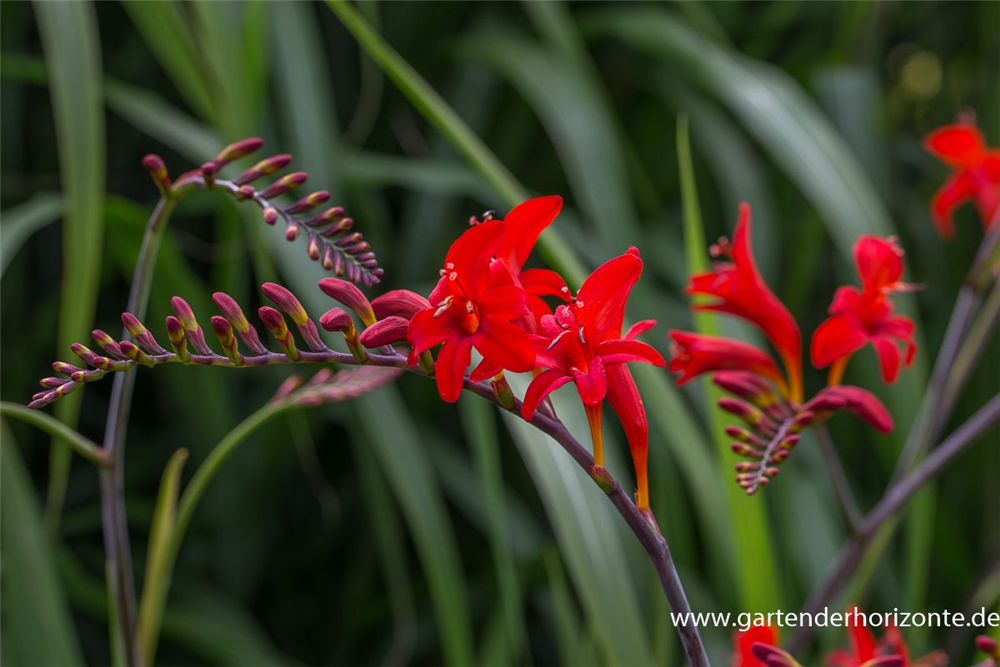 Crocosmia x crocosmiiflora 'Lucifer'