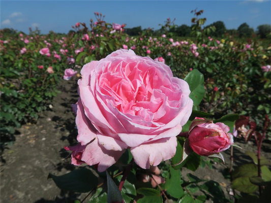 Kletterrose 'Kiss me Kate'®