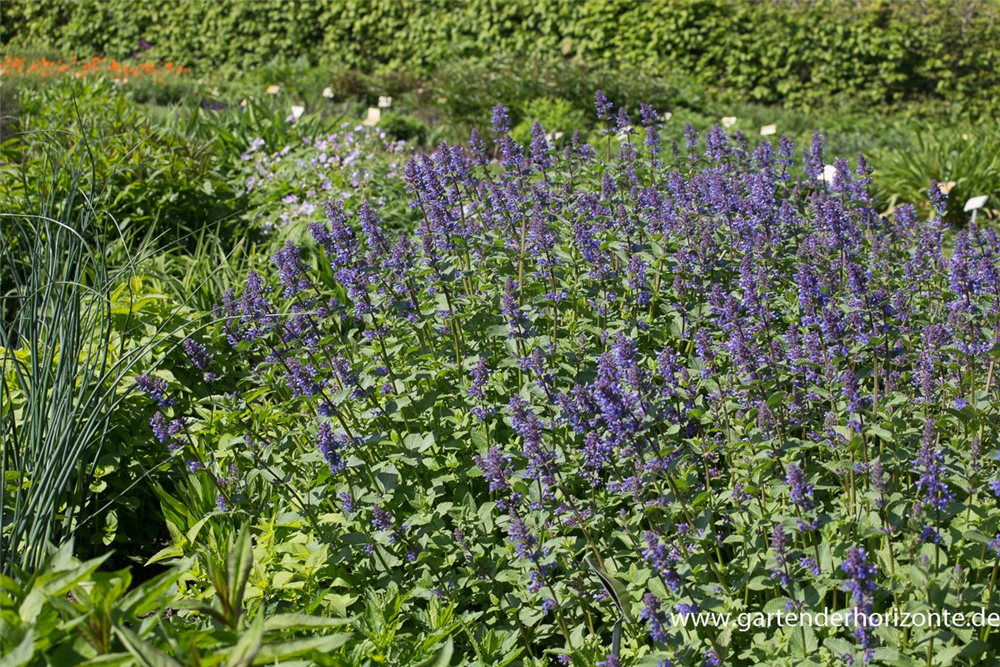 Großblütige Katzenminze 'Zinsers Giant'