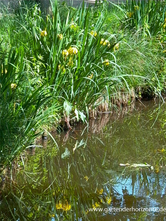 Iris pseudacorus